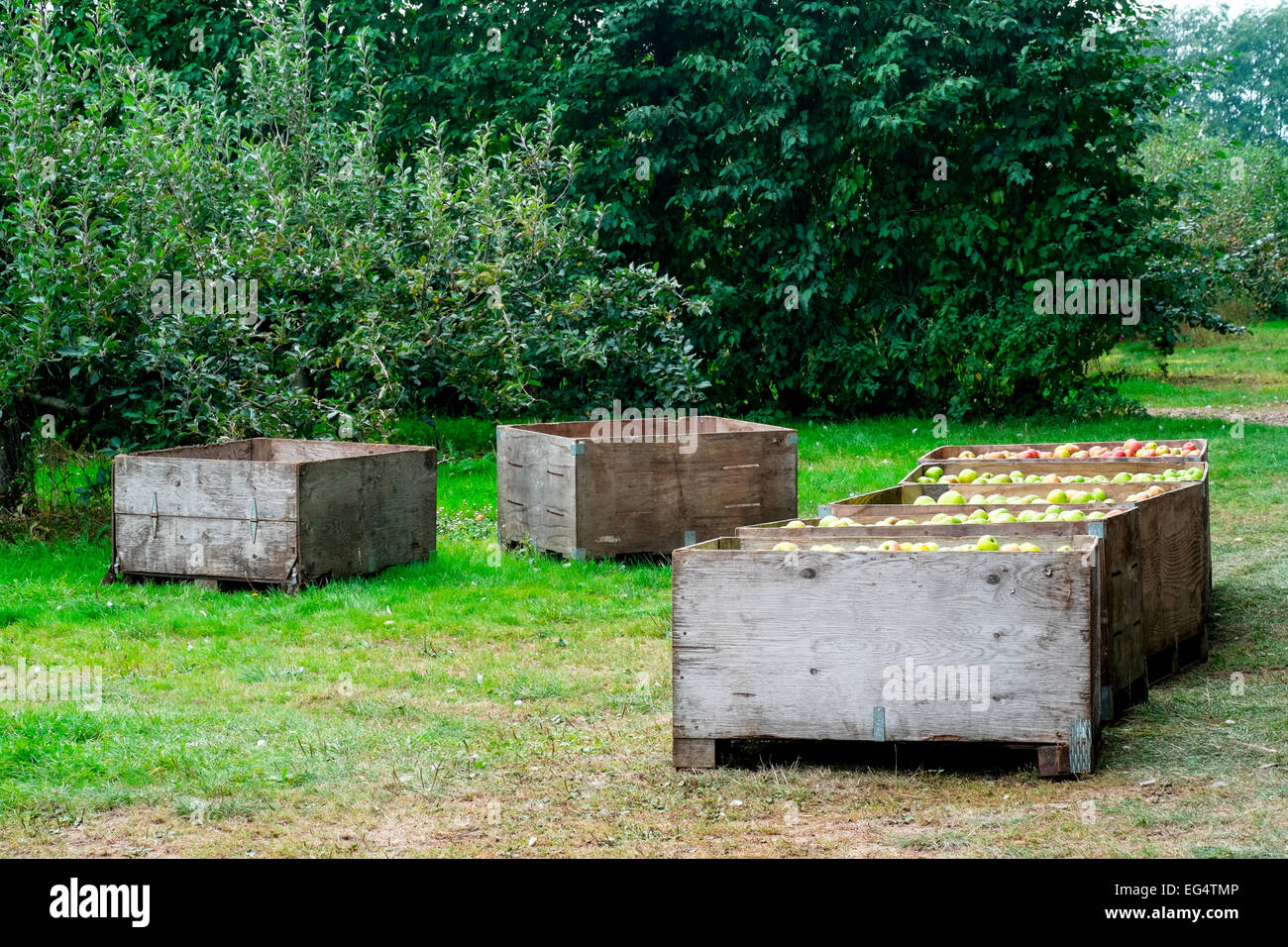Fila di casse piene di waterperry fresche Mele nel meleto Foto Stock