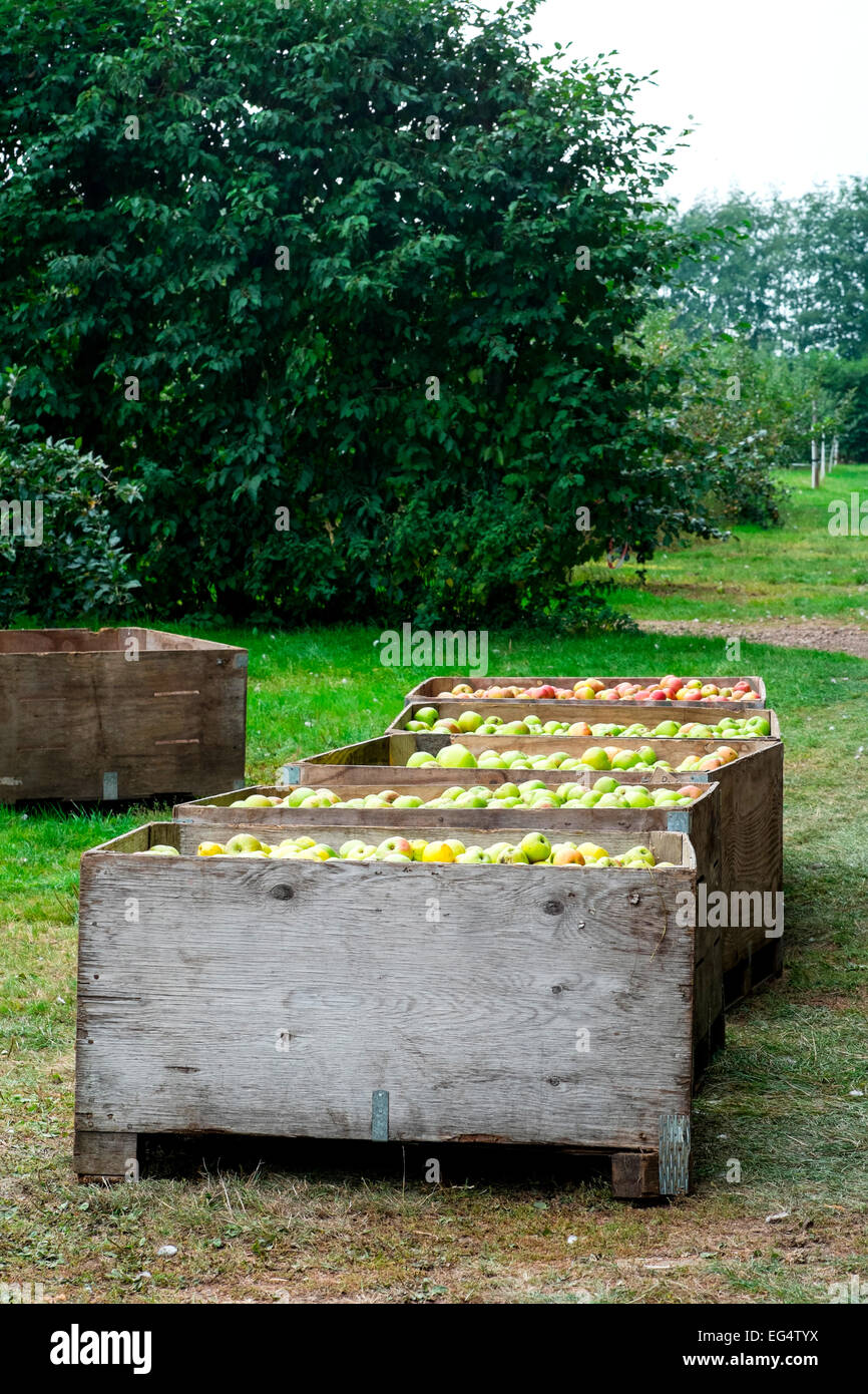 Fila di casse piene di waterperry fresche Mele nel meleto Foto Stock