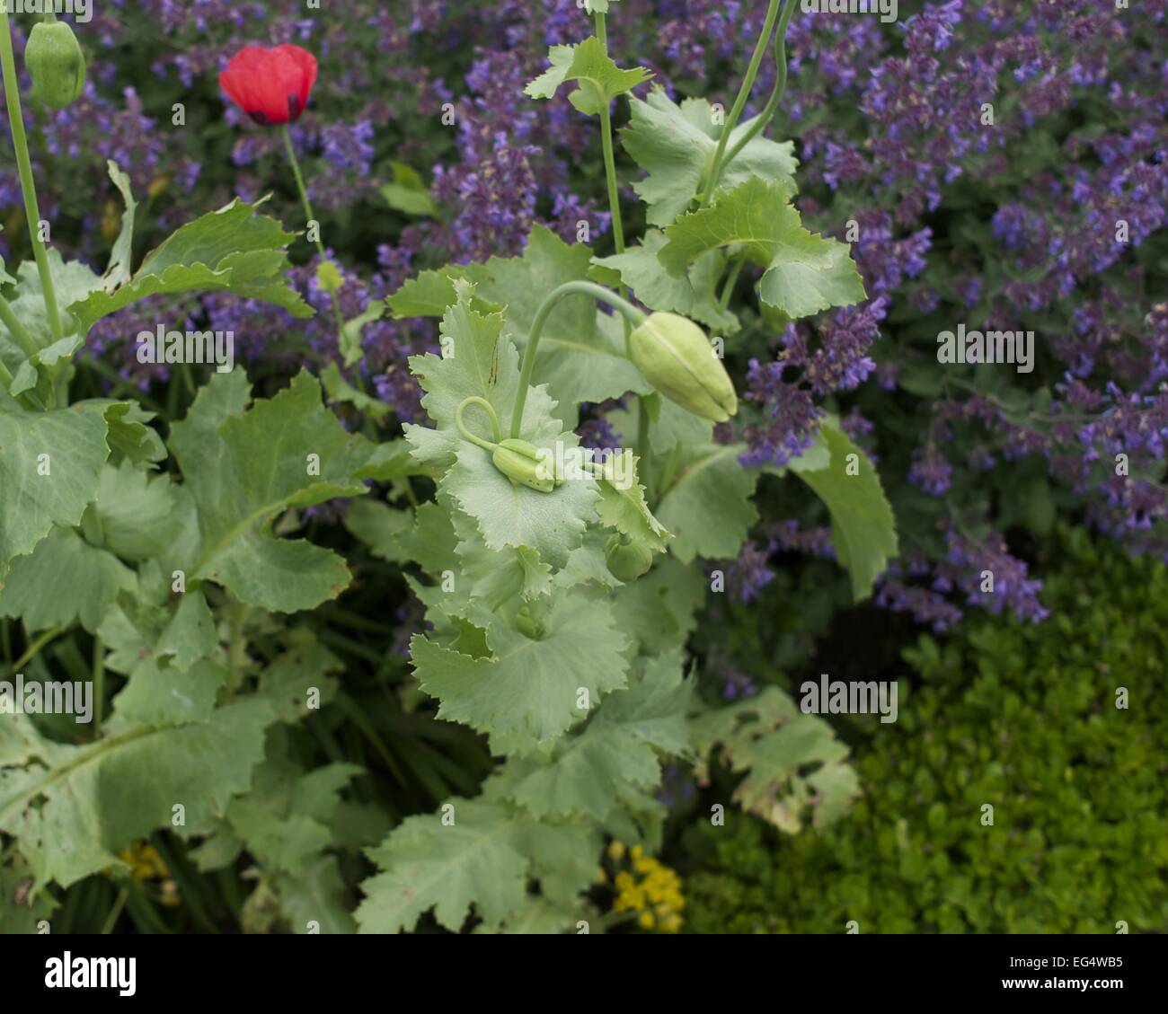 Rosa viola piante di papavero Foto Stock