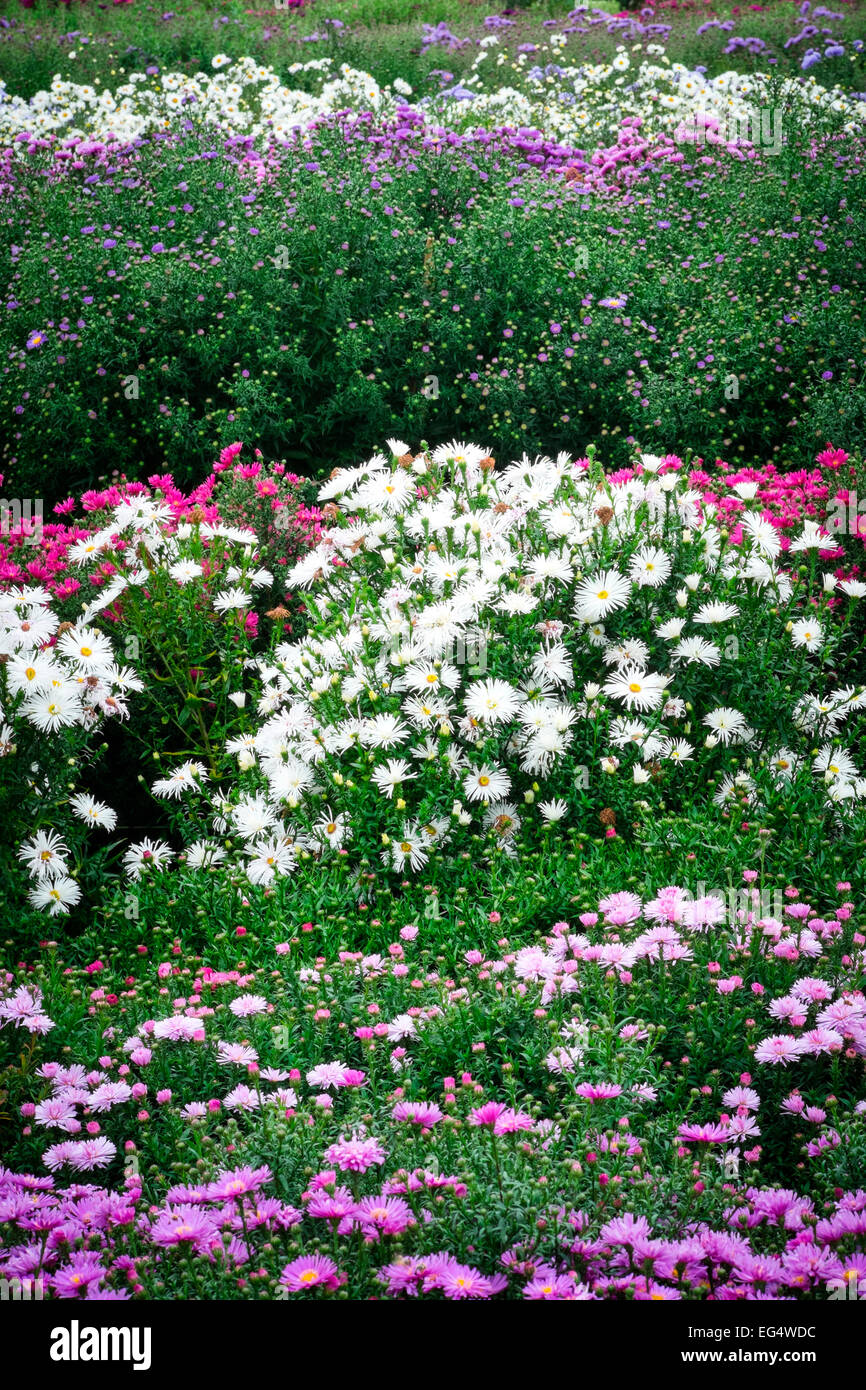 Giardino aiuole di fiori con varietà di astri Foto Stock