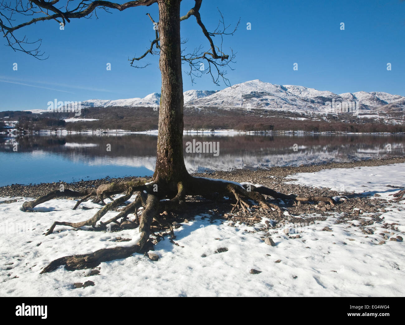 Linea di alberi di Riva di Coniston Water affacciato su un Snow capped Coniston Old Man in background Foto Stock