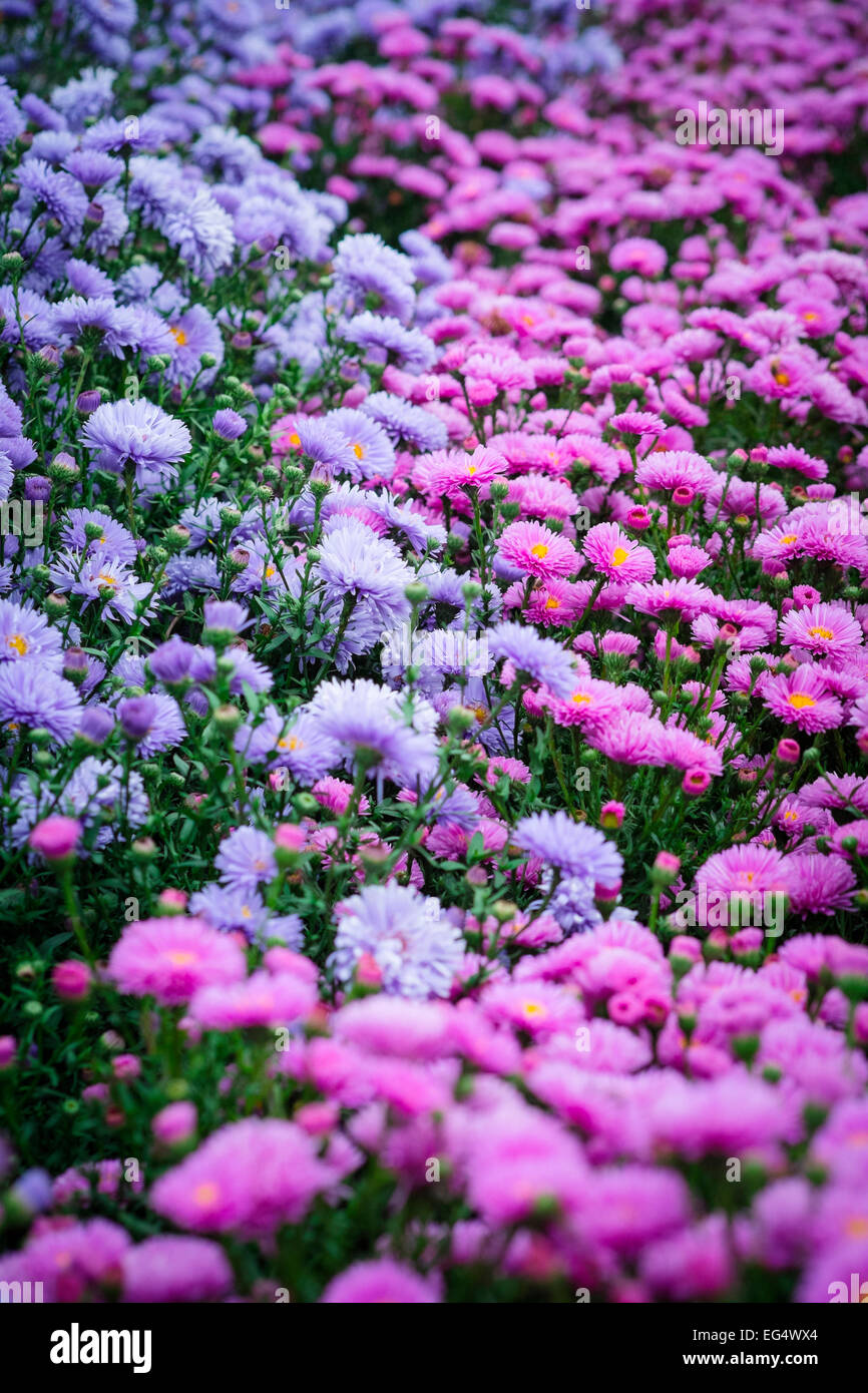 Confine di viola e rosa aestri a waterperry gardens Foto Stock