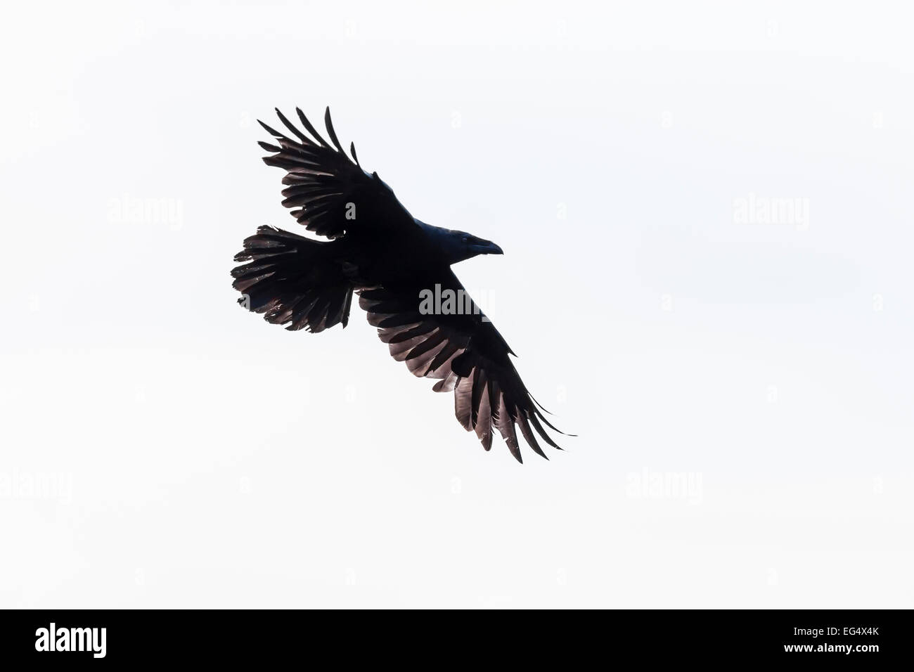 Corvo Imperiale (Corvus corax) in volo contro un cielo chiaro Foto Stock