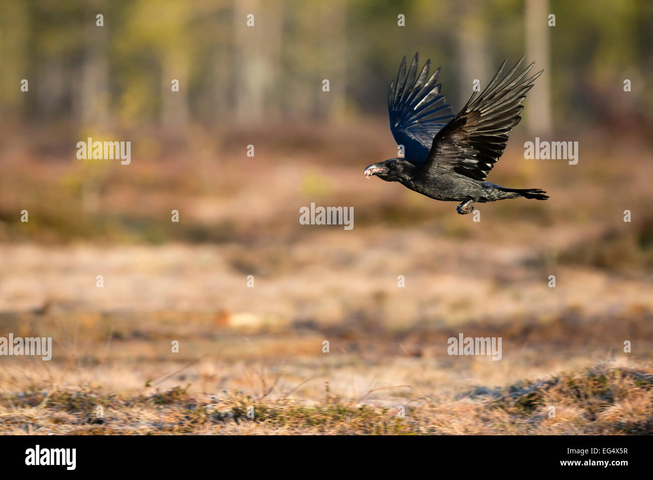 Corvo Imperiale (Corvus corax) in volo con una bocca piena di cibo Foto Stock