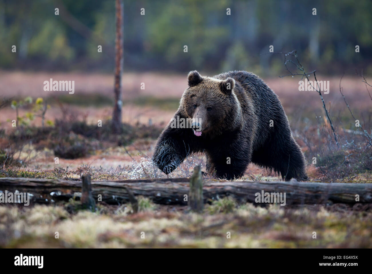 L'orso bruno (Ursus arctos) a piedi attraverso una radura; Viiksimo Finlandia Foto Stock