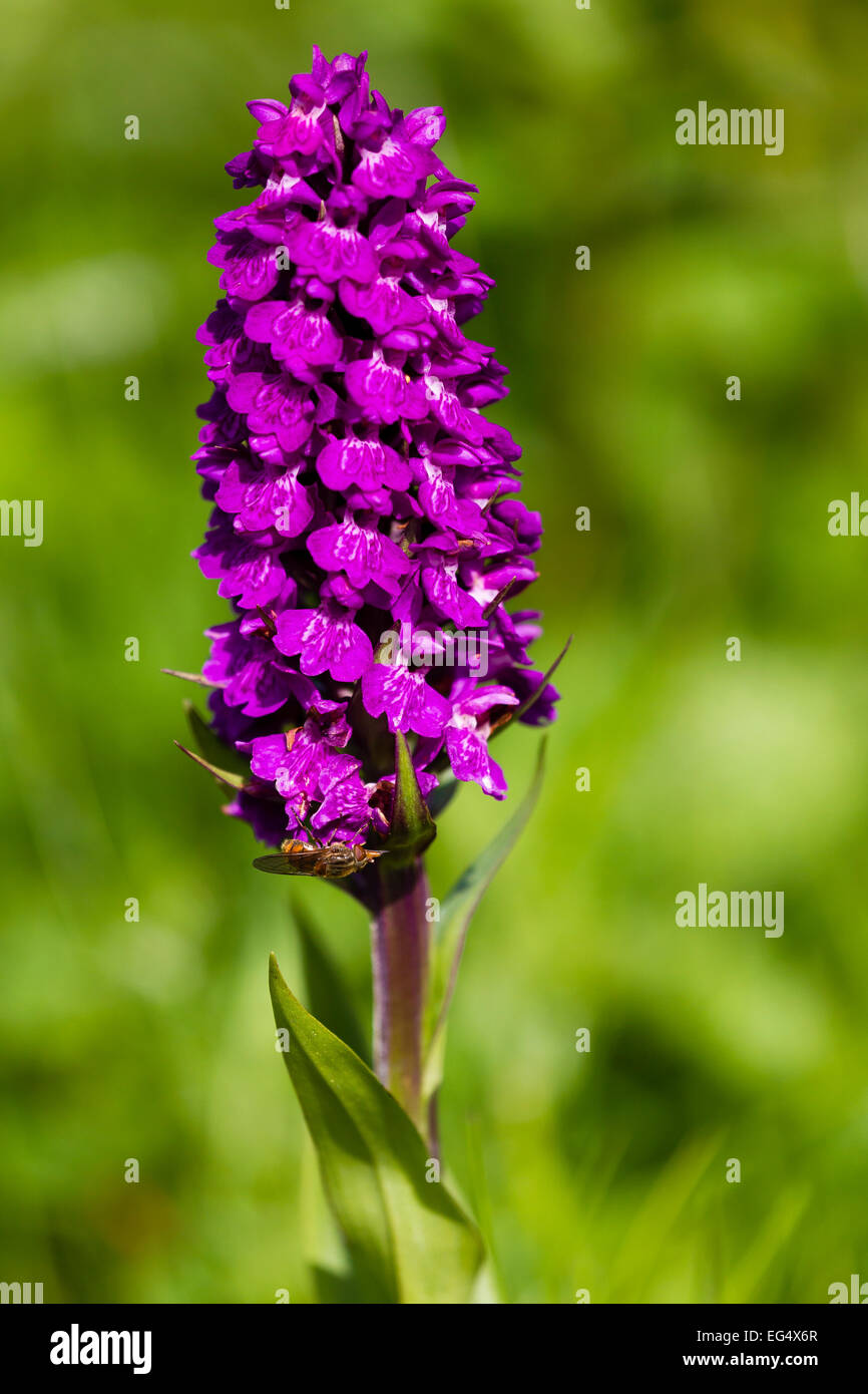 La palude settentrionale (orchidea Dactylorhiza purpurella); isole Orcadi Scozia UK Foto Stock
