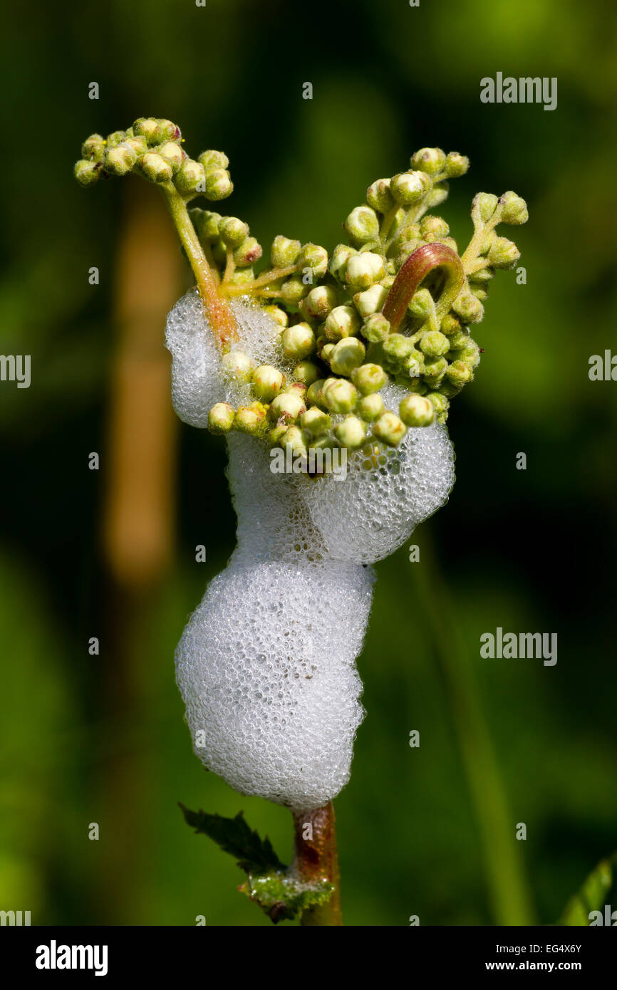 Il cuculo spit (Philaenus spumarius) su wild carota (Daucus carota) Isole Orcadi Scozia UK Foto Stock