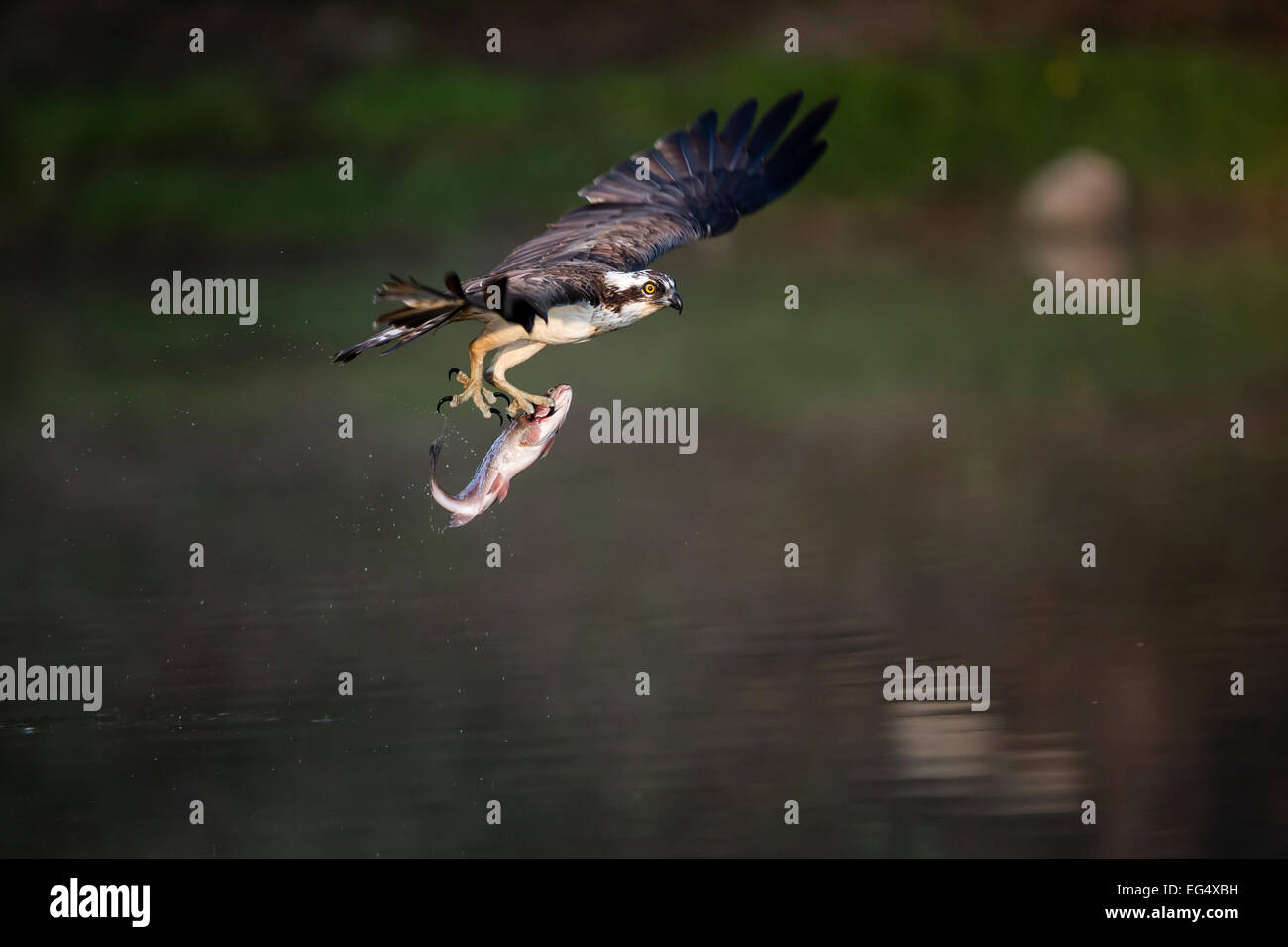 Falco pescatore (Pandion haliaetus) con una trota arcobaleno (Oncorhynchus mykiss); Aviemore Scozia UK Foto Stock