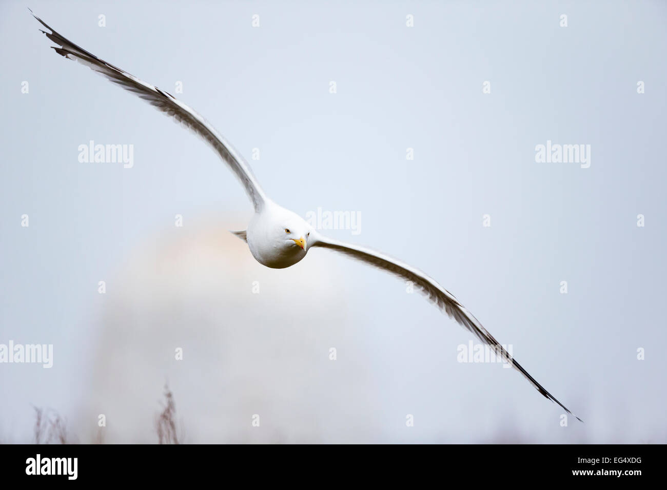 Kittiwake (Rissa tridactyla) in volo; Isola di maggio la Scozia Foto Stock