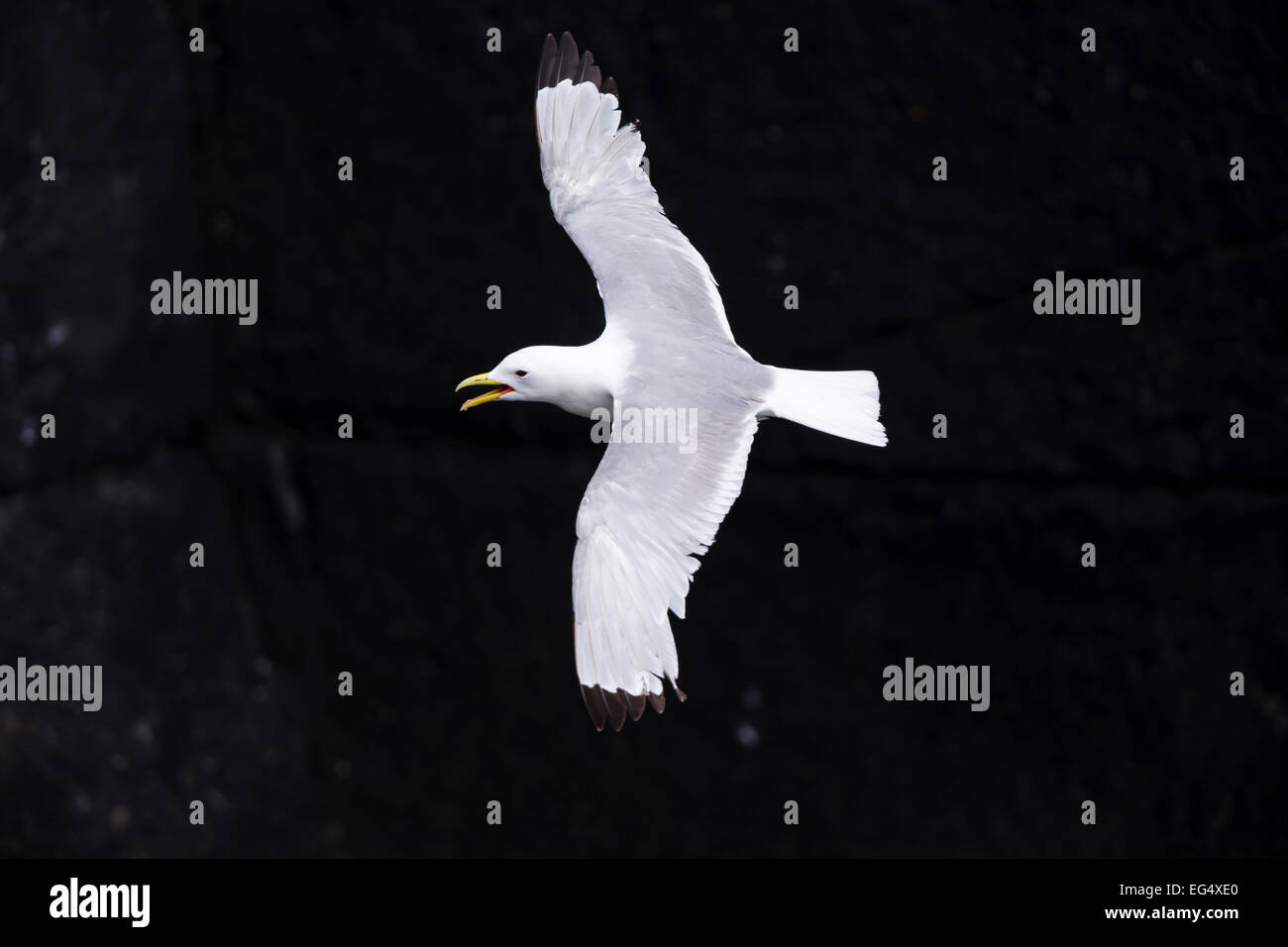 Kittiwake (Rissa tridactyla) in volo; Isola di maggio la Scozia Foto Stock