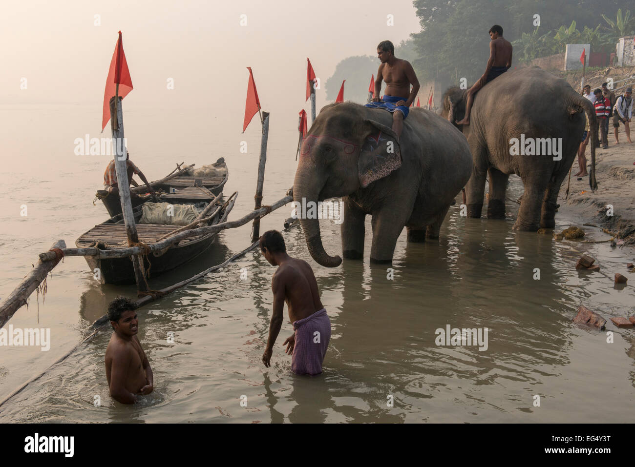 Di elefante bagno nel fiume Gandak, Sonepur Mela Foto Stock
