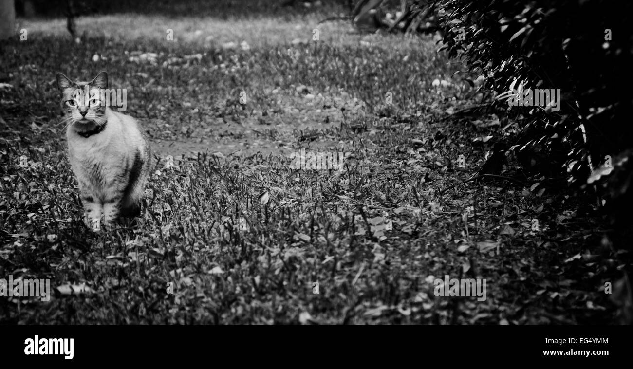 Gatto, animale, natura, ambiente, attendere, composizione, mammifero, in bianco e nero, amico Foto Stock