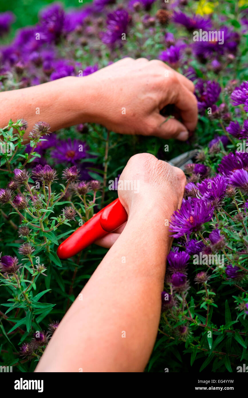 Giardiniere potatura michaelmas margherite (Aster amellus), close up Foto Stock