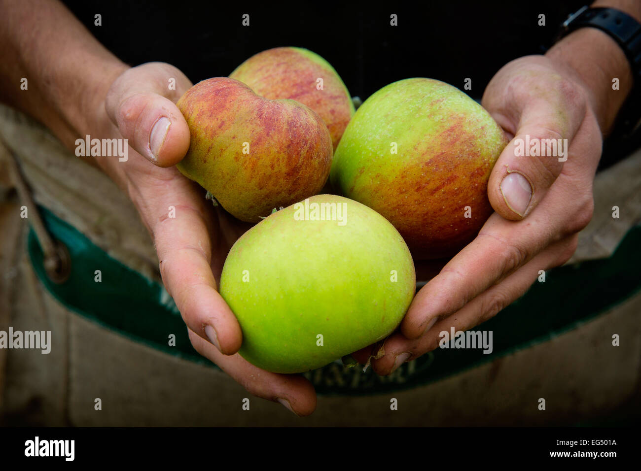 Close up della raccoglitrice di frutta con le mani in mano il patrimonio di contenimento mele da apple Orchard Foto Stock