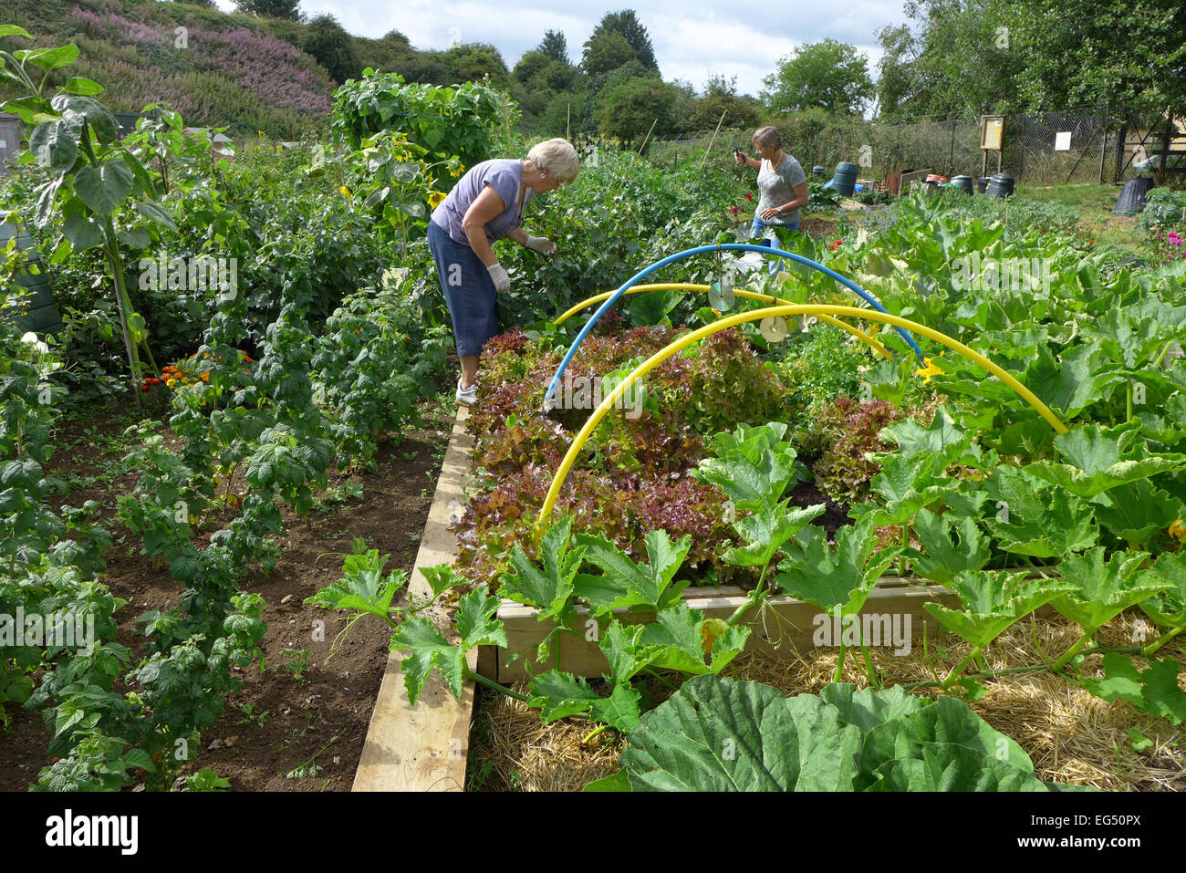 Riparto proprietari che lavorano nella loro orti in Chippenham Wiltshire, Inghilterra Foto Stock