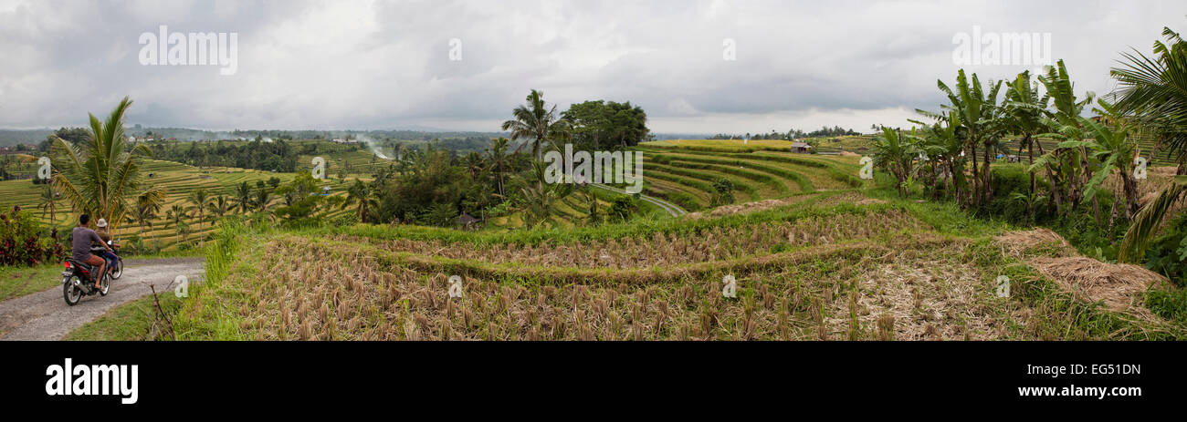 Terrazze di riso in Jatiluwih a Bali, in Indonesia Foto Stock