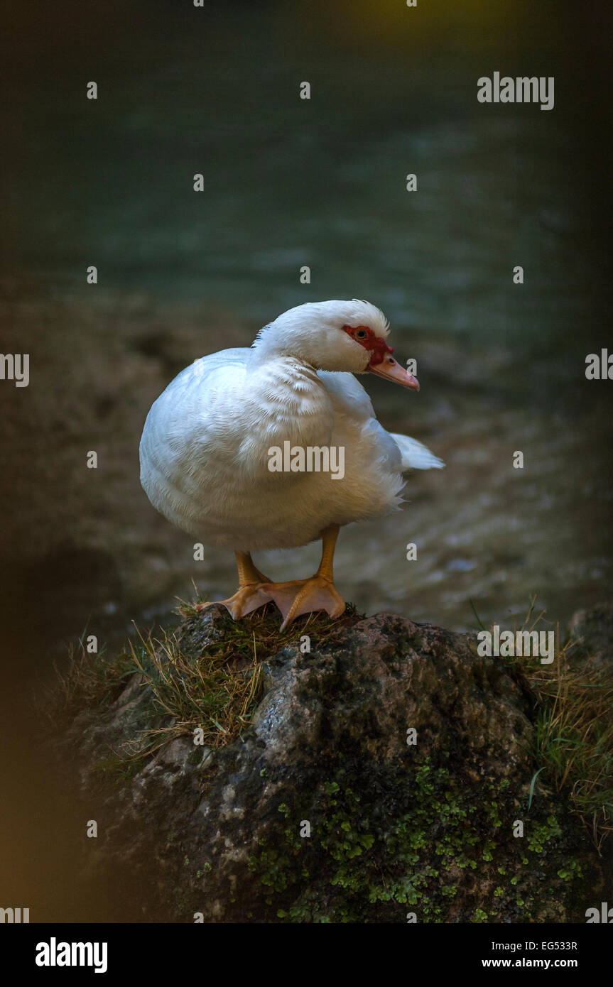 Canard de barbarie dans cascade de sillans var Francia 83 Foto Stock