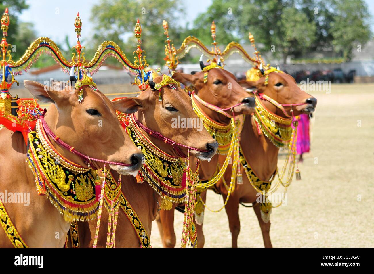 Decorate tori per la toro corsa nell'isola di capitale Maduras Pamekasan in Indonesia Foto Stock