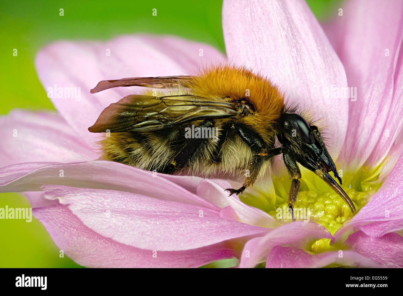 Bombus pascuorum [Bumble Bee] carda comune tutti di insetto è messa a fuoco Foto Stock