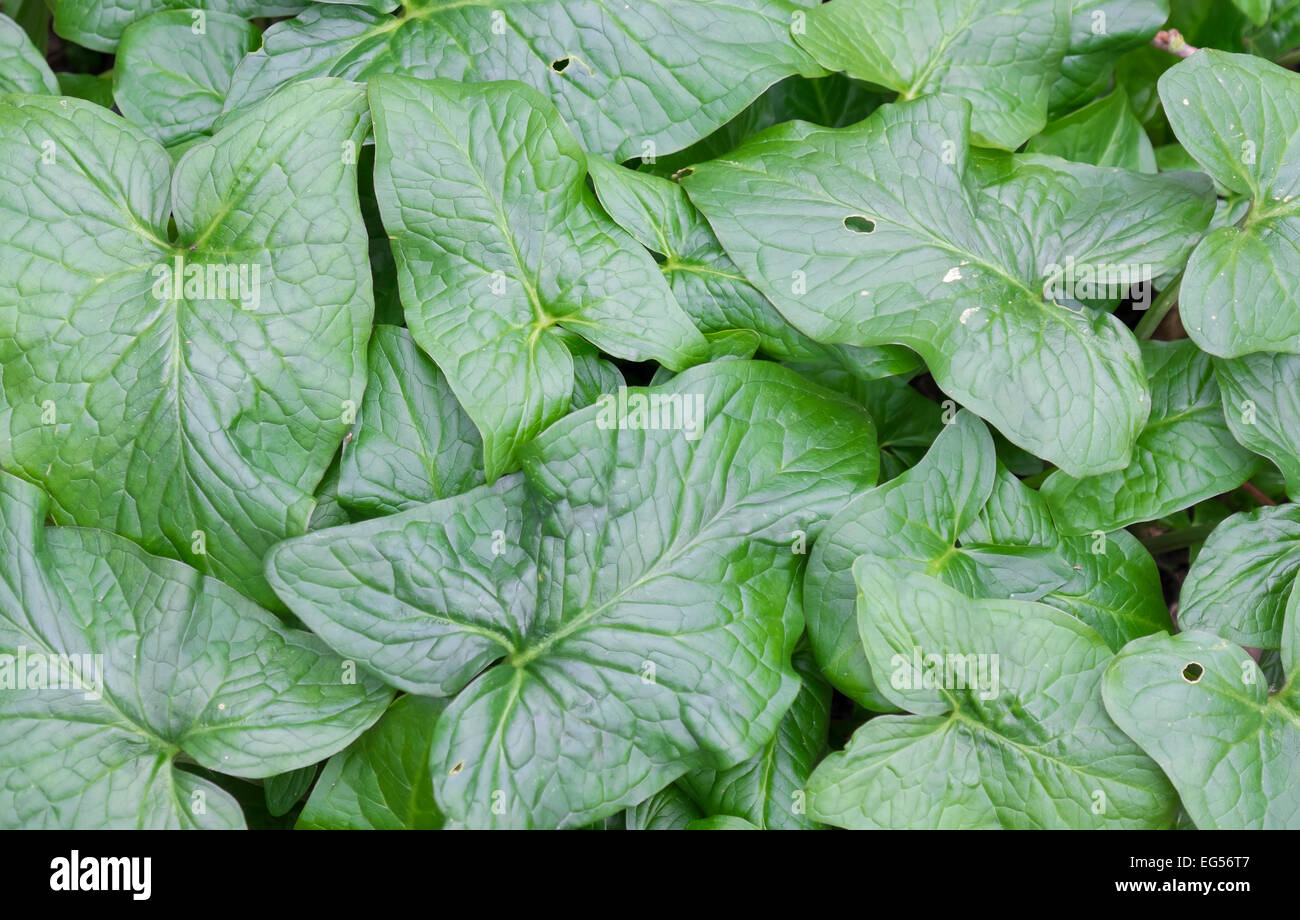 Foglie di signori e signore piante selvatiche nei boschi Milton country park Foto Stock