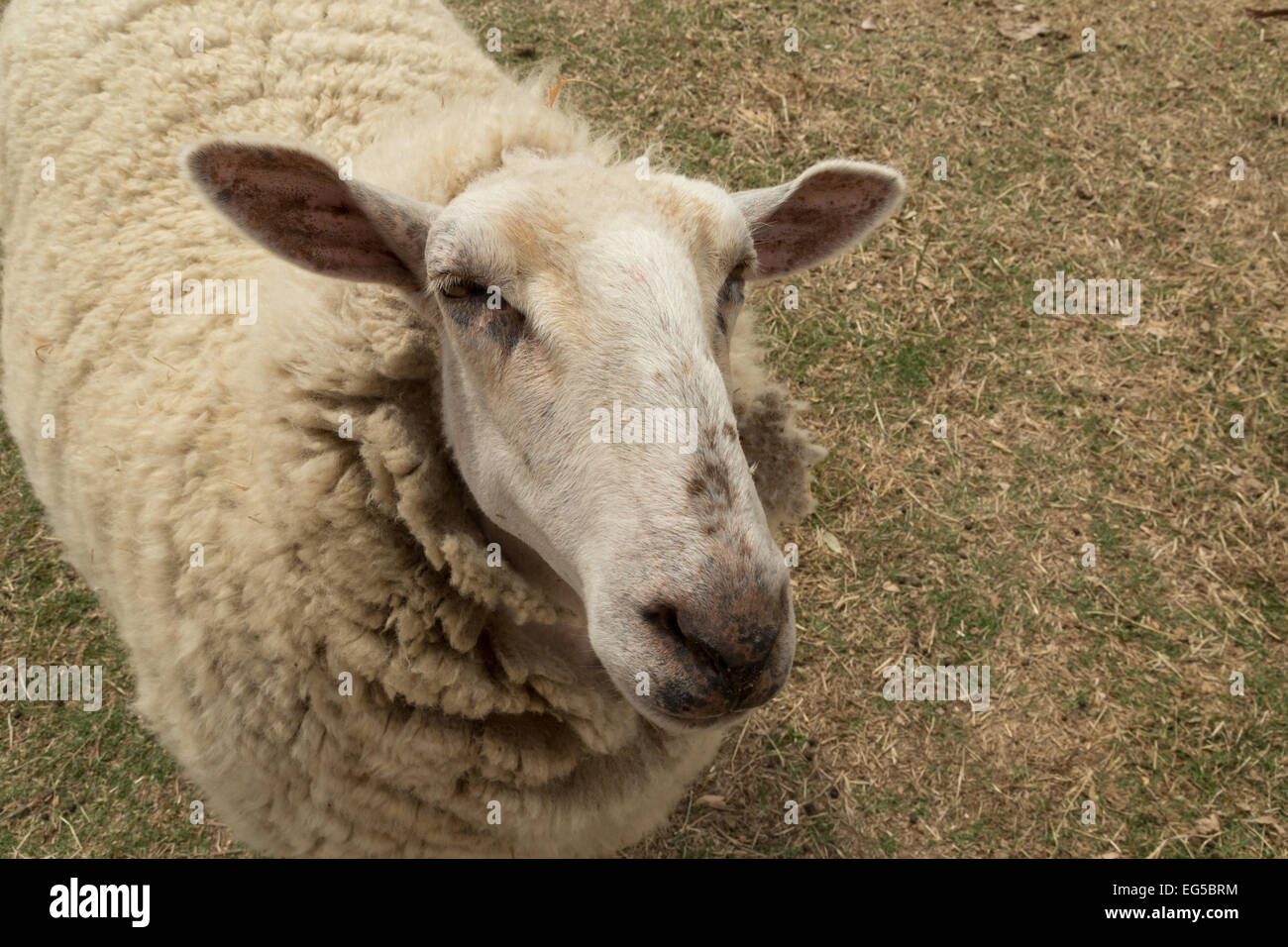 Un vicino la fotografia di un solitario, lanosi pecora su una fattoria australiana. Foto Stock