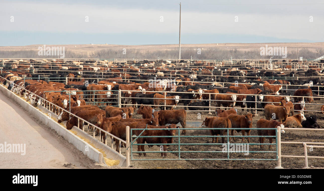 Kersey, Colorado - di un allevamento bovino feedlot azionato da JBS cinque fiumi alimentazione bestiame. Questo feedlot ha una capacità di 98.000 capi di bestiame. Foto Stock