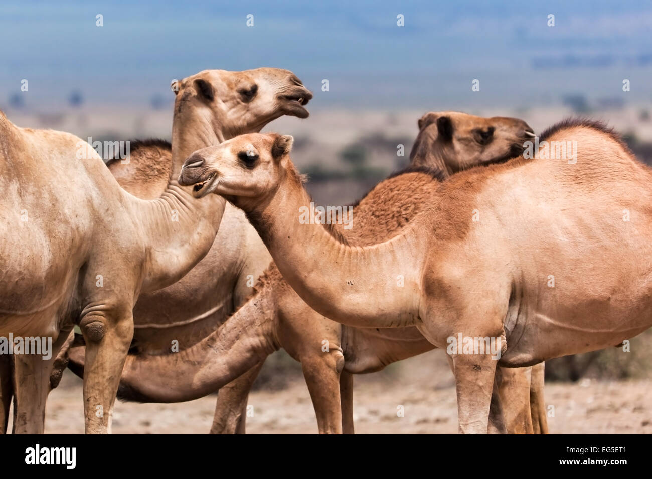 Gruppo di cammelli sotto l'albero in Africa Foto Stock