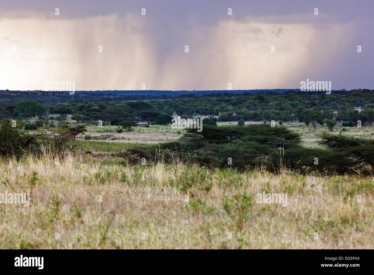 Savana paesaggio di pianura in Africa, Serengeti, Tanzania. Foto Stock