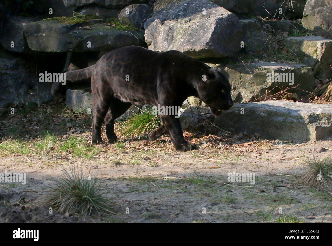 Maschio nero Jaguar (Panthera onca) sul prowl Foto Stock