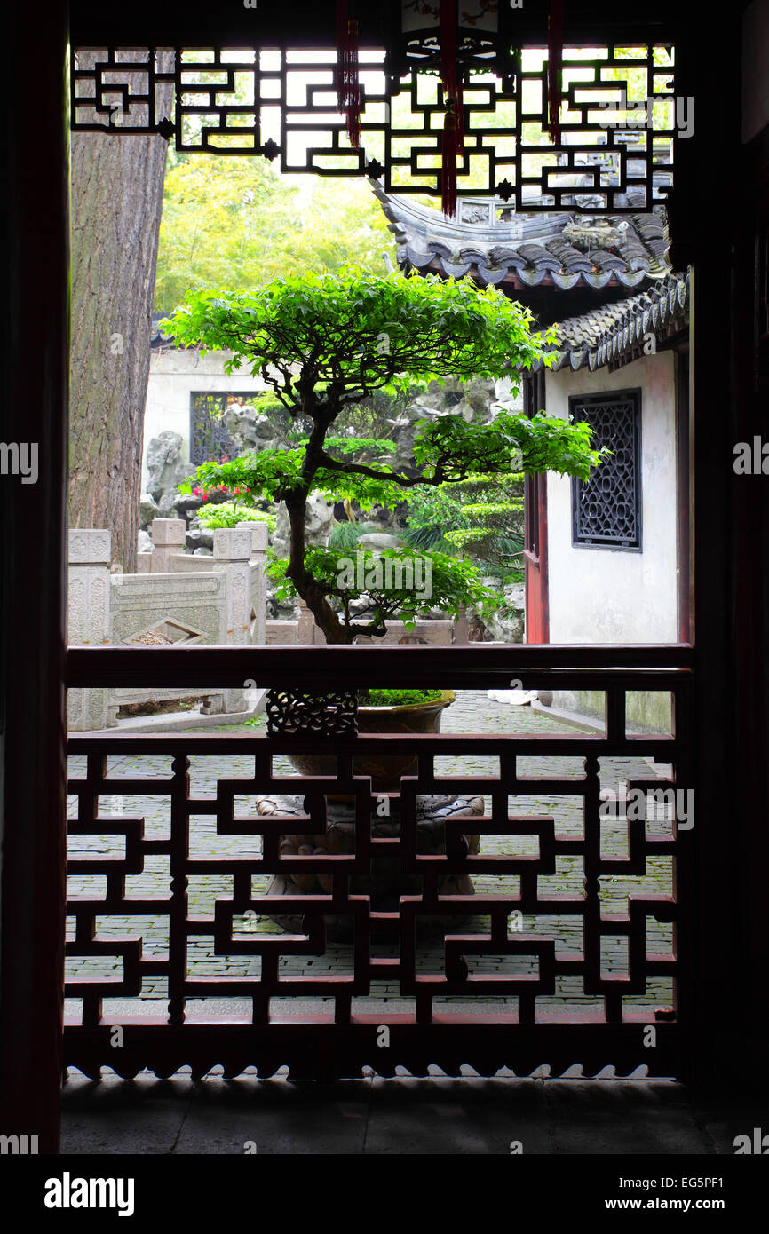 Grande albero di bonsai in antico Giardino Yu Yuan a Shanghai in Cina Foto Stock