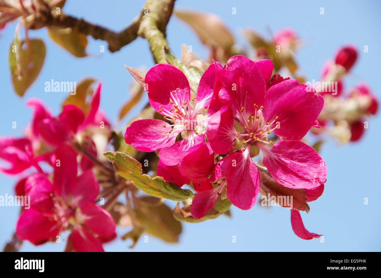 Apfelblüte - Apple Blossom 09 Foto Stock