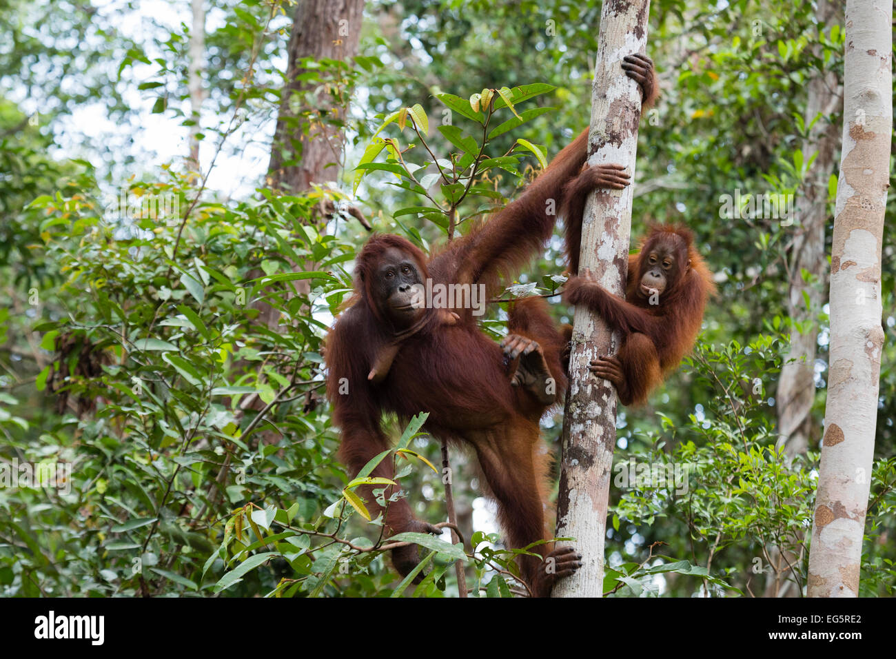 Orangutan la madre e il bambino in Borneo Foto Stock