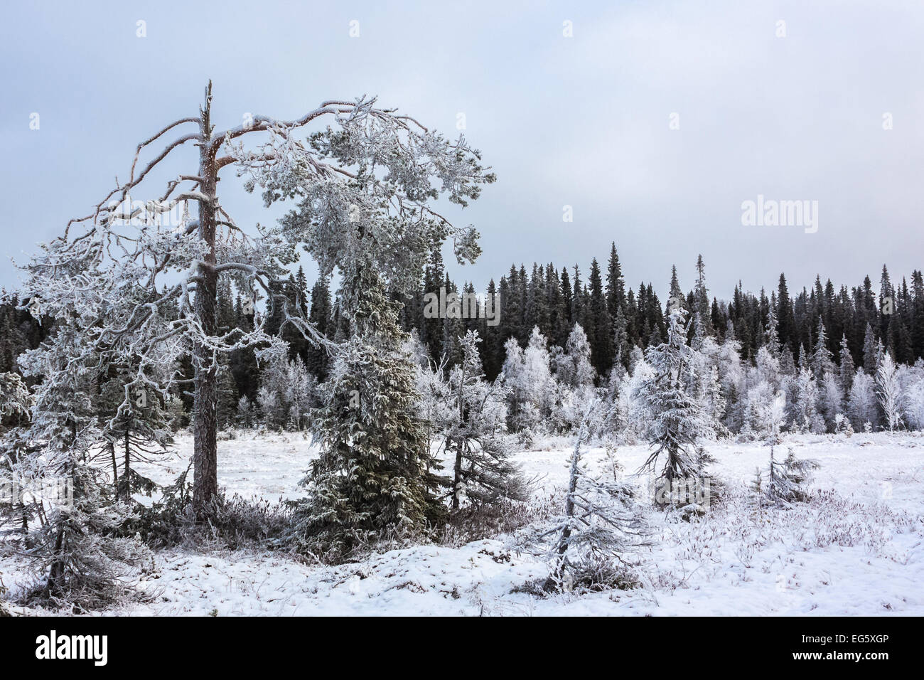 Gli alberi in una melma Syöte nel parco nazionale Foto Stock