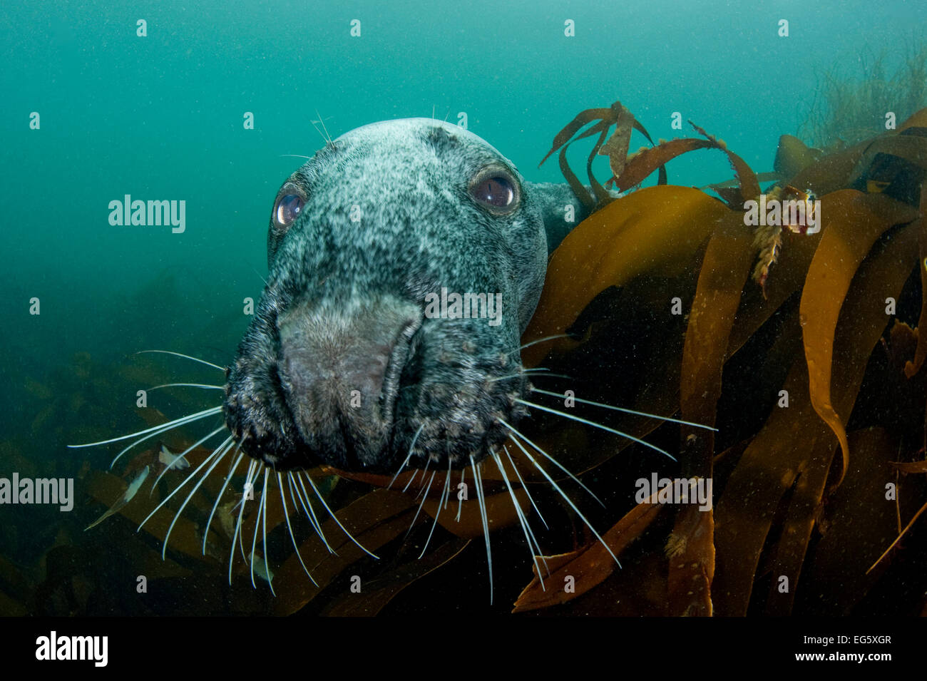 Guarnizione grigio (Halichoerus grypus) Il peering intorno kelp di indagare, Lundy Island, Canale di Bristol, Inghilterra, Regno Unito, maggio Foto Stock