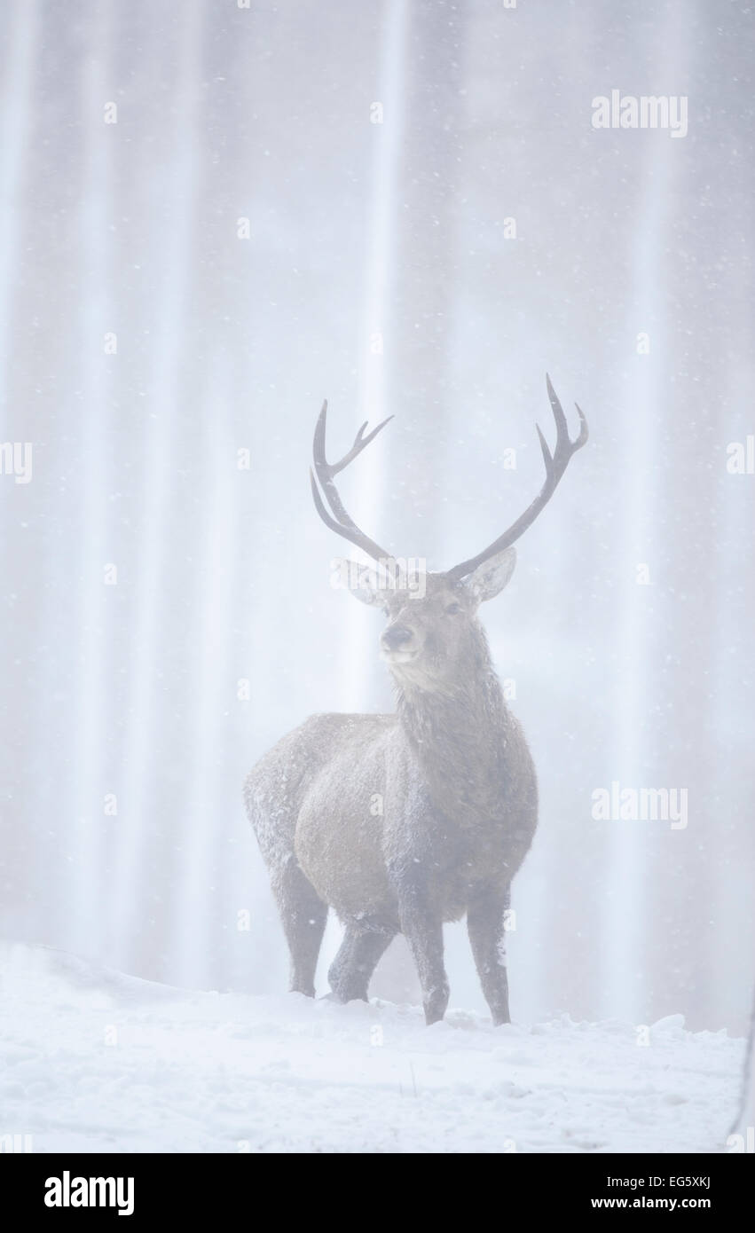 Il cervo (Cervus elaphus) feste di addio al celibato nella foresta di pini in snow blizzard, Alvie station wagon, Cairngorms NP, Highlands, Scozia, Marzo Foto Stock