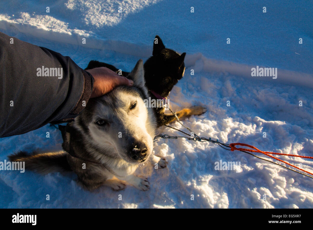 L'uomo toccare un husky in Finlandia Foto Stock
