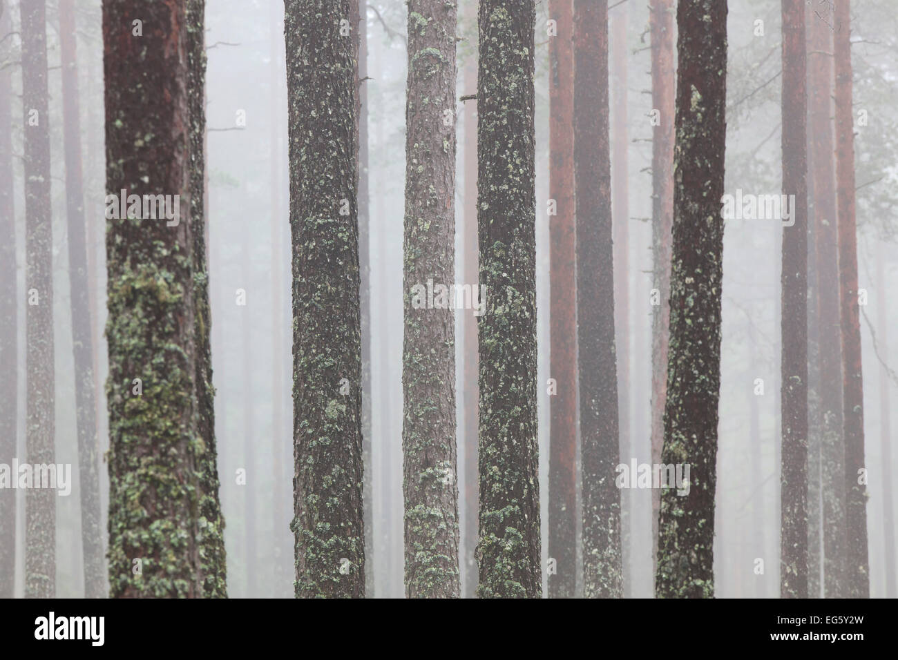Di Pino silvestre (Pinus sylvestris), tronchi di alberi coperti nel tubo lichen (Hypogymnia physodes / Clairmont physodes) nella foresta nebuloso Foto Stock