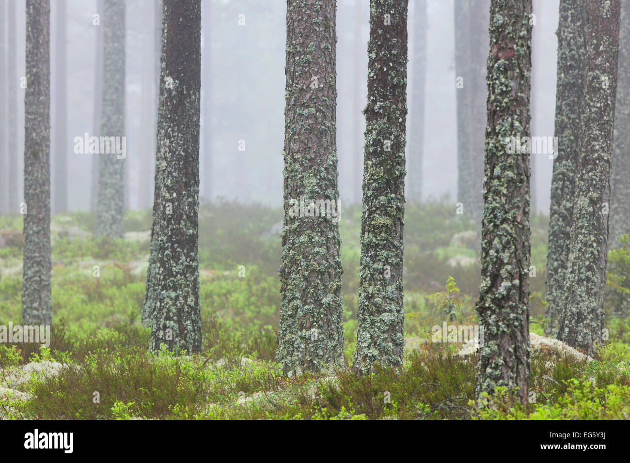 Di Pino silvestre (Pinus sylvestris), tronchi di alberi coperti nel tubo lichen (Hypogymnia physodes / Clairmont physodes) nel Bosco nebbioso Foto Stock