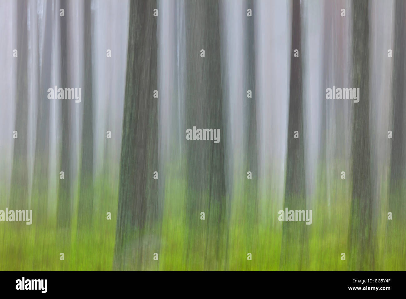 Immagine astratta di movimento sfocati tronchi di alberi nella foresta di conifere nella nebbia Foto Stock