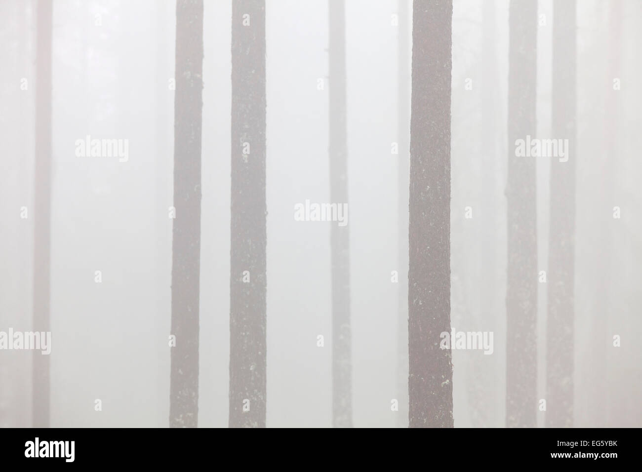 Di Pino silvestre (Pinus sylvestris), tronchi di alberi nella foresta di conifere nella nebbia Foto Stock