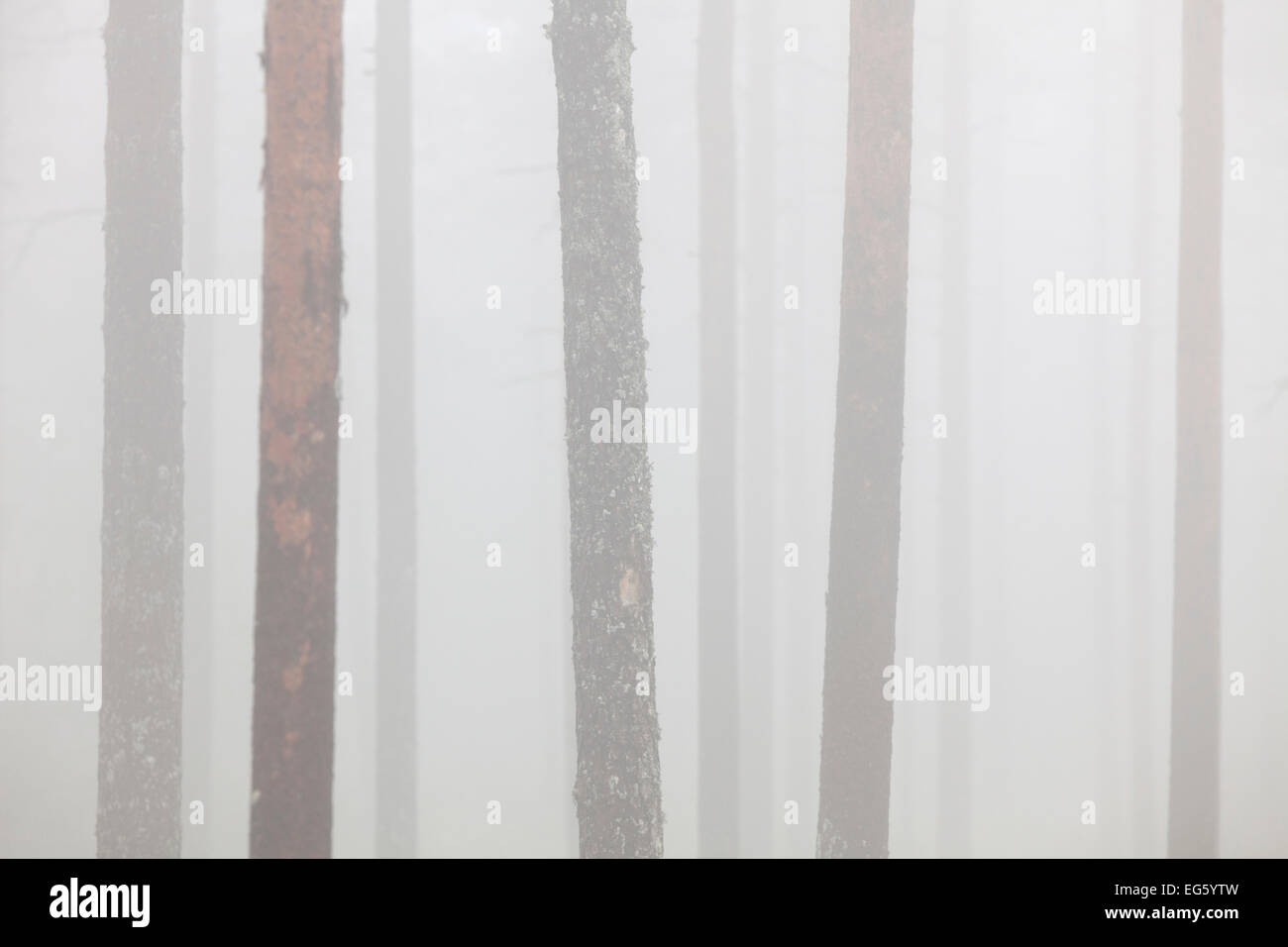 Di Pino silvestre (Pinus sylvestris), tronchi di alberi nella foresta di conifere nella nebbia Foto Stock