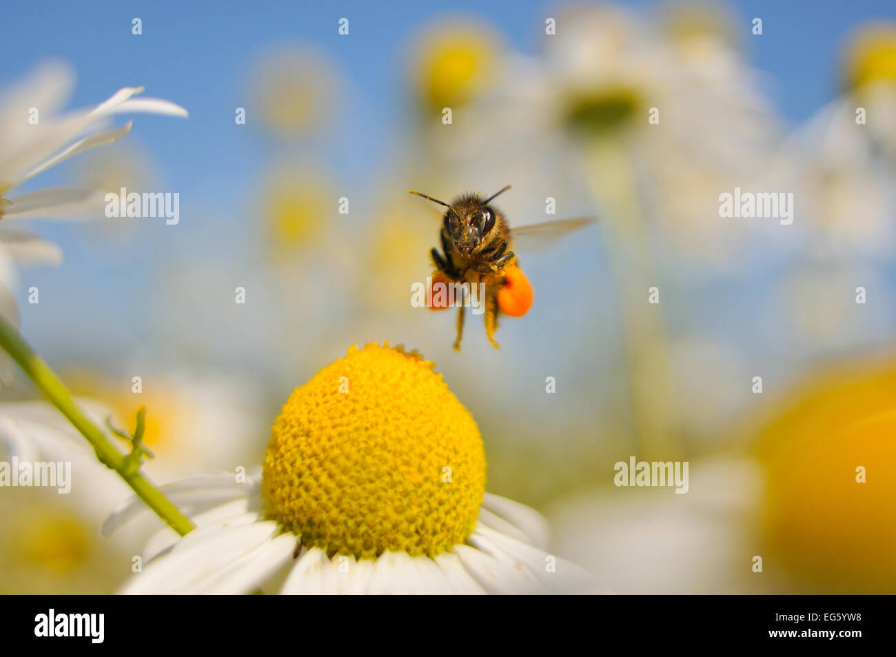 European miele delle api (Apis mellifera) con il polline sacs volando verso un senza profumo mayweed (Tripleurospermum inodorum) fiore al fine di alimentare, Perthshire Scozia, Regno Unito, Luglio. 2020visione mostra. Lo sapevate? I ricercatori possono avere risolto il mistero della "sindrome del collasso della colonia', con forte evidenza è dovuta a taluni pesticidi. Foto Stock