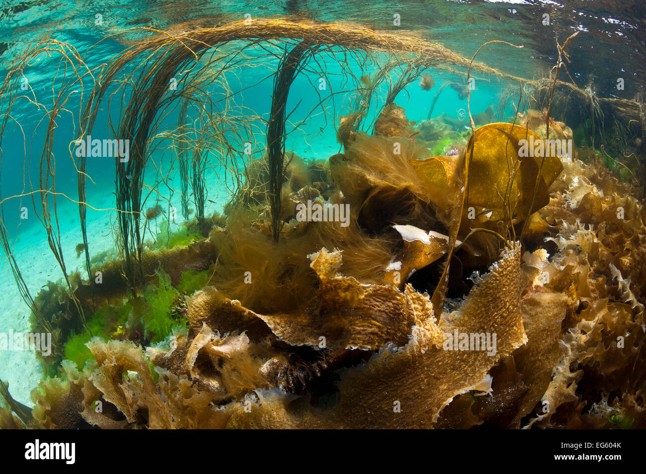 Perizoma (alghe Himanthalia elongata) e varie altre alghe marine in acque poco profonde, Cairns di coll, Isola di coll, Ebridi Interne, Scozia, Oceano Atlantico settentrionale, Agosto. Lo sapevate? Le alghe è una fonte molto importante di fosfati utilizzati per la fertilizzazione dei terreni coltivabili. Foto Stock