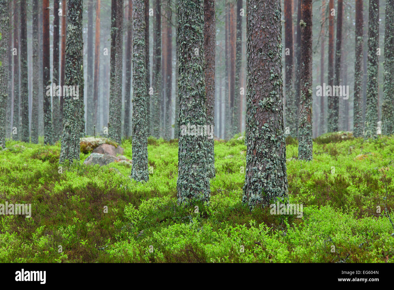 Di Pino silvestre (Pinus sylvestris), tronchi di alberi coperti nel tubo lichen (Hypogymnia physodes / Clairmont physodes) nella foresta di conifere Foto Stock