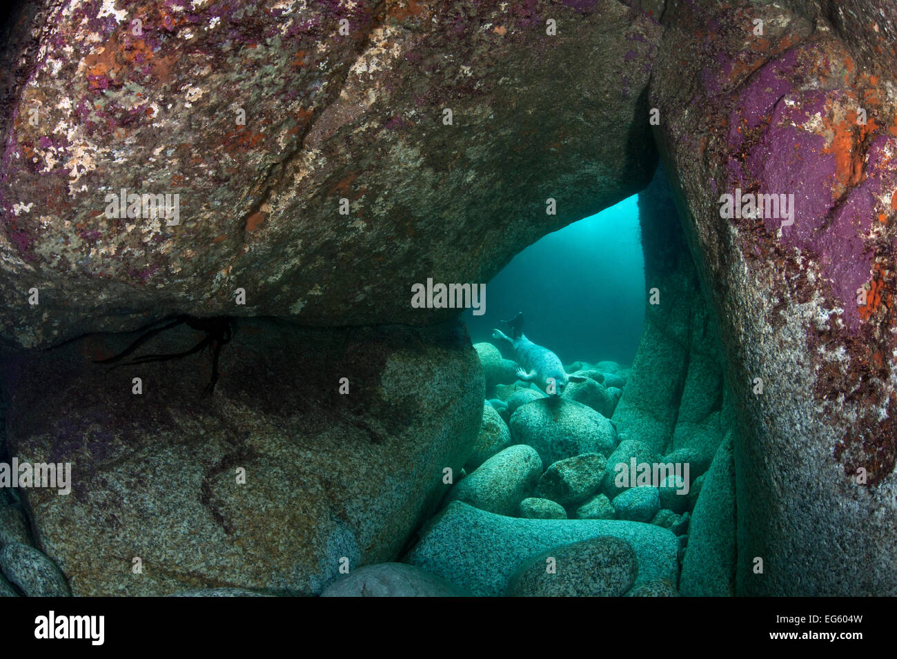 Giovani guarnizione grigio (Halichoerus grypus) esplorare una grotta sottomarina, Lundy Island, Devon, Regno Unito, canale inglese, Giugno. Vincitore, "Habitat" categoria, British Wildlife Photography Awards (BWPA) concorrenza 2012. Foto Stock