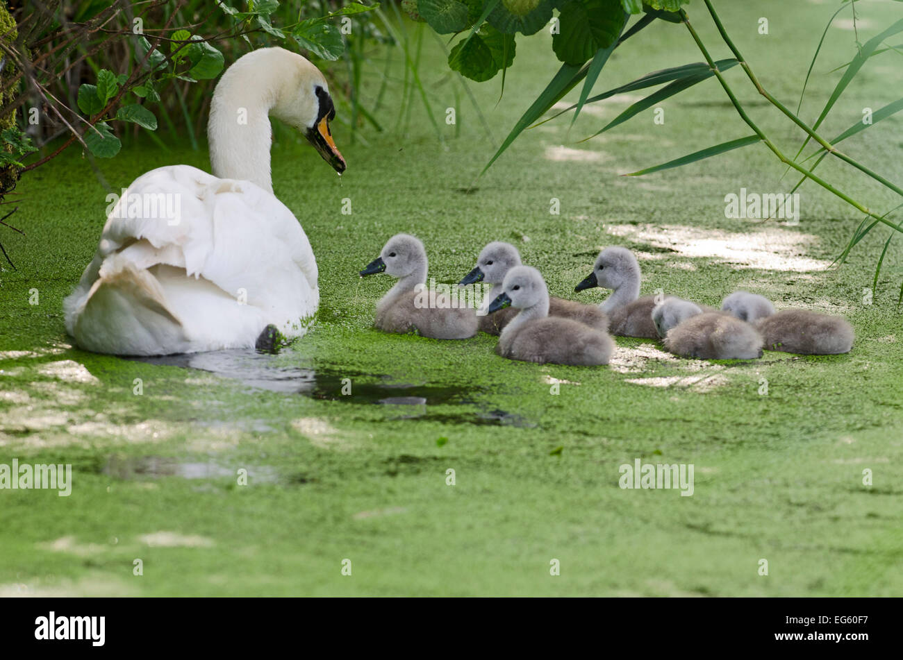 Cigno (Cygnus olor) adulto con cygnets sull acqua, Woodwalton Fen, Cambridgeshire, Regno Unito, Giugno Foto Stock