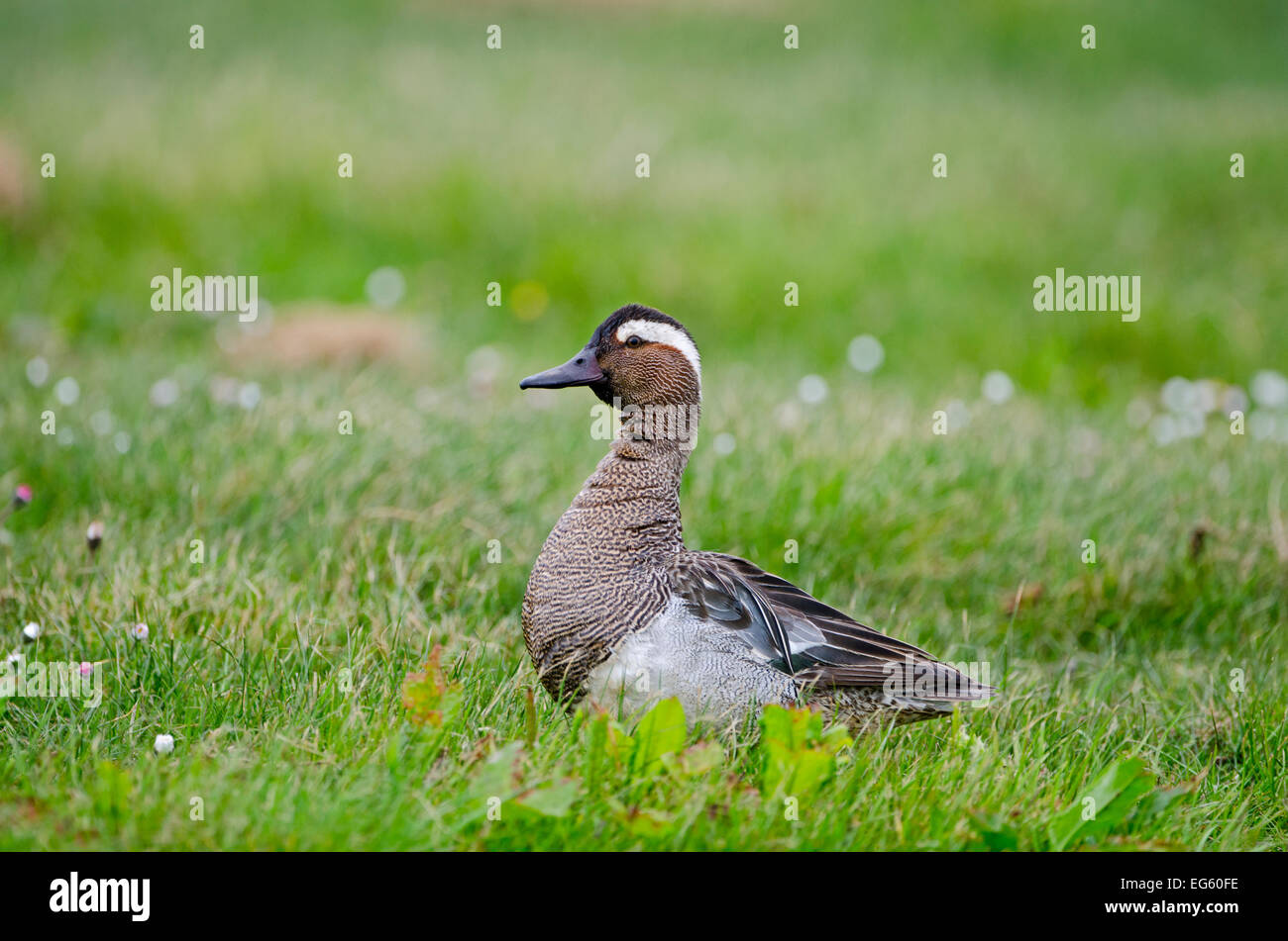 Marzaiola anatra (Anas querquedula) drake chiamando, Cley, Norfolk, Regno Unito, maggio Foto Stock