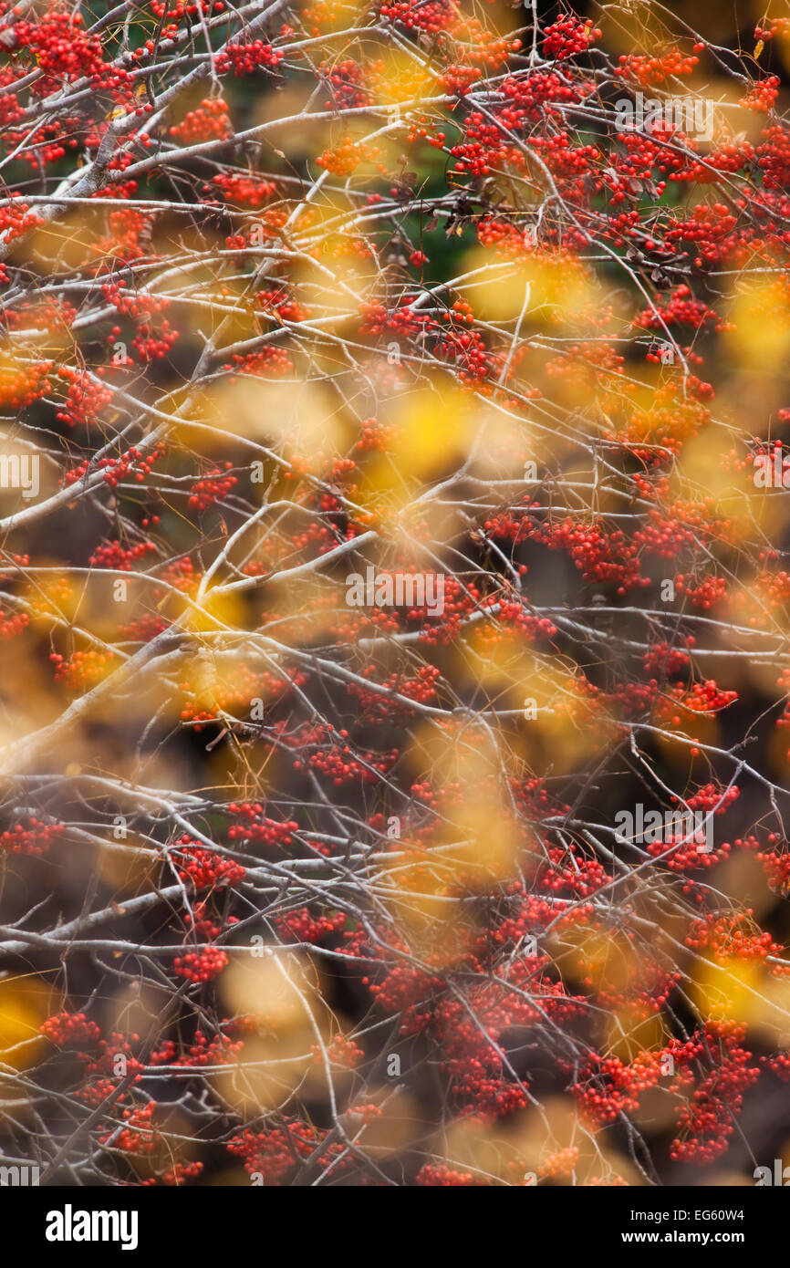 Rowan Tree (Sorbus aucuparia) coperto di frutti di bosco visto attraverso le foglie di autunno. Parco Nazionale di Dartmoor, Devon, Inghilterra, Regno Unito, ottobre. Foto Stock