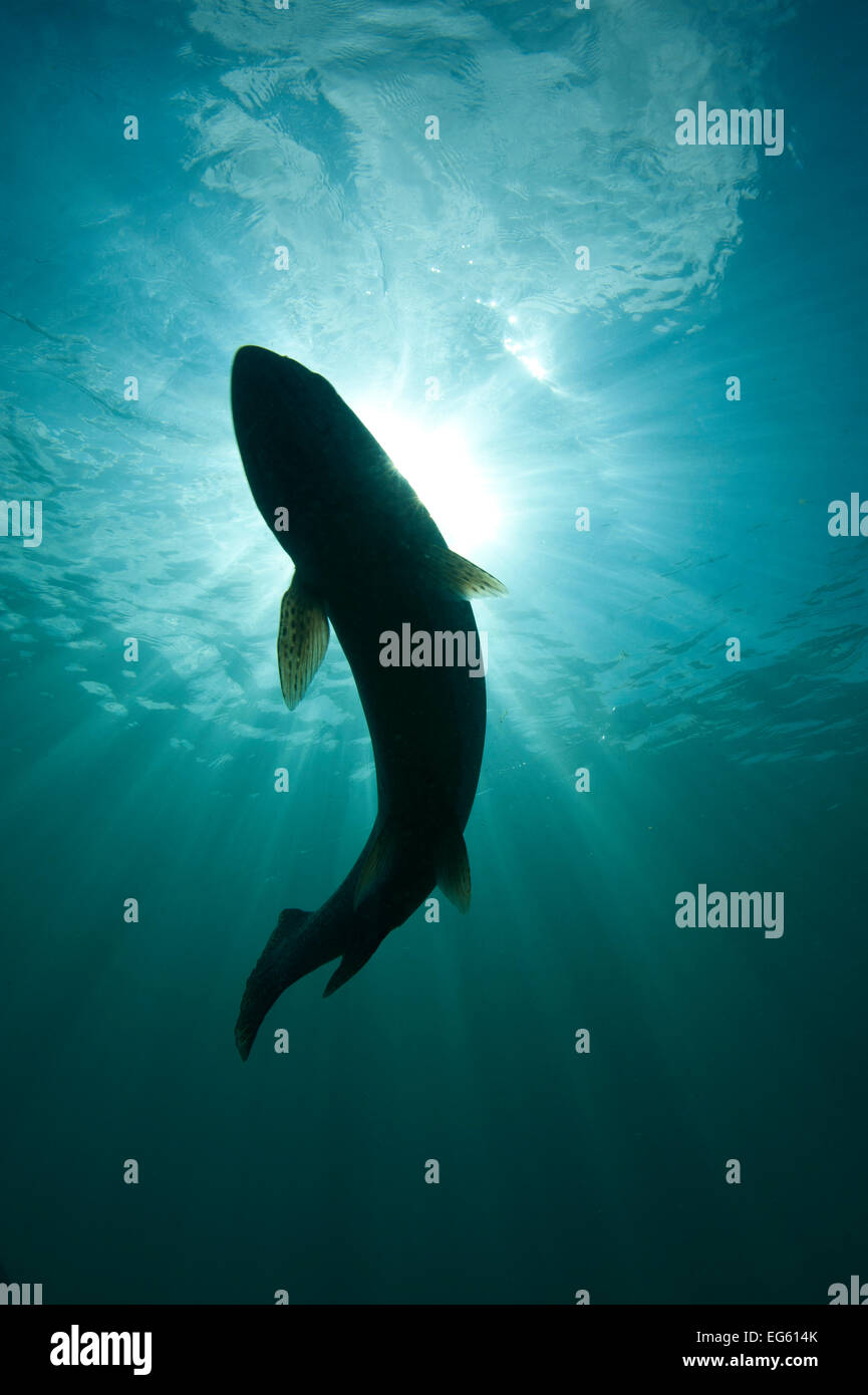 Silhouette di trote (Salmo trutta) nel lago d'acqua dolce, Capernwray, Lancashire, Regno Unito, Luglio Foto Stock