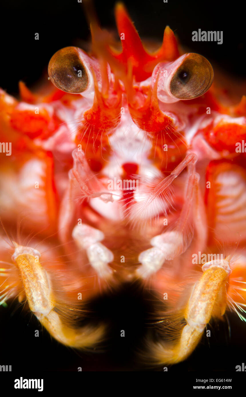 Lunghi artigli aragosta squat (Munida rugosa) ritratto, Loch Fyne, Argyll and Bute, Scozia, Giugno Foto Stock